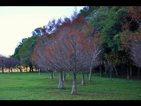 CURITIBA - A BORDO DE UM ÔNIBUS DE TURISMO, COM VISTA PANORÂMICA, VAMOS CONHECER OS PRINCIPAIS PONTOS TURÍSTICOS DE CURITIBA COMO: CENTRO DE CURITIBA, RUA XV DE NOVEMBR...