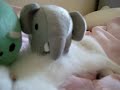 melo under elephant