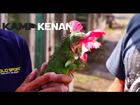 YouTube reptile video