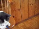 Kitty with string oh yeah