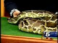 christine with rebecca miller for the ft. worth zoo with burmese python