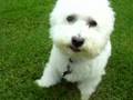 White Fluffy Dog