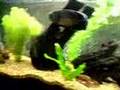 1 year old oscar in 4 ft fish tank
