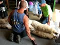 Alpaca Shearing Take 2