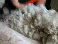 Alpaca Shearing Take 2