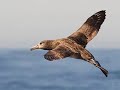 HOME TO ROOST (SAVE THE ALBATROSS) HOME TO ROOST (SAVE THE ALBATROSS)