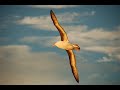 HOME TO ROOST (SAVE THE ALBATROSS)
