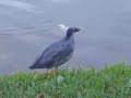 P�ssaro Pescando