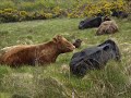 farm animals