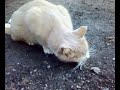 Cat eating a mouse