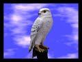 loro cromado con sony vegas