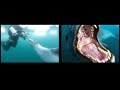 Leopard Seal Story Leopard Seal Story