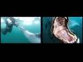 Leopard Seal Story