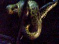 feeding an anaconda