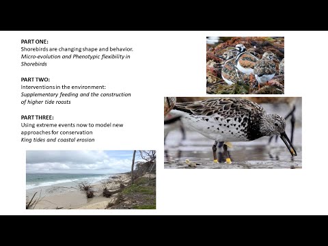 <p>Shorebirds and climate change: The time for action is now!</p>
 video thumbnail