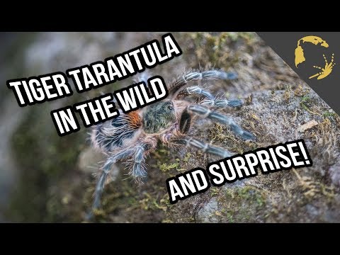 YouTube reptile video