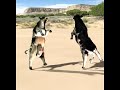 Cow Dancing