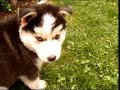 siberian husky liittle