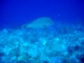 videos de Palau2008