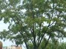 RedBull AirAce - Krak�w Piknik Lotniczy 2007