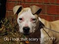 pitbull puppies   youth of the nation