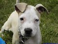 pitbull puppies   youth of the nation