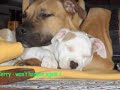 pitbull puppies   youth of the nation