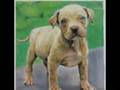 Pitbull Puppies - Youth of the Nation