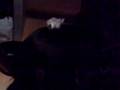 videos de kooie op de rug van luna (voegl op rug van hond)
