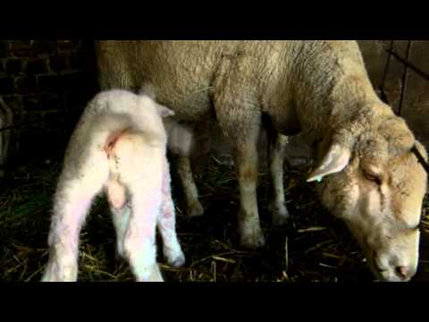 See video