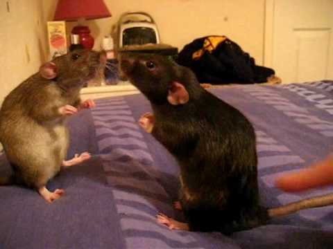 Watch 'Dos ratones'