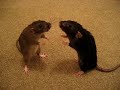 Watch 'Dos ratones'