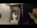 Arcadius Telegraphs Back to Cat Planet