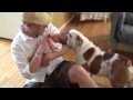 Rocco the Bulldog sniffs sister