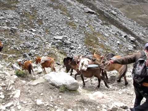 Pack Animals on Peru Trail