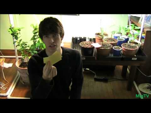 how to get rid of gnats in the kitchen drain