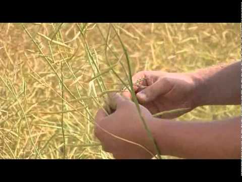 swathing - Outlook Regional Office Crops Specialist Ian Schemenaur discusses swathing canola and the importance of timing to ensure optimum yields.