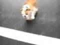 tokyo-skateboarding-bulldog-bazooka