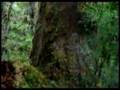 Captain's Video 185