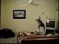 a cat fan a cat fan