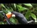 videos de Frisco Pets