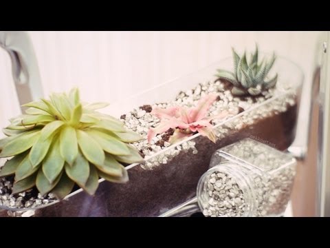 how to care for succulents