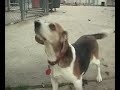 Adopt a Dog\" Dottie\" MSPCA Springfield, Massachusetts