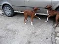 Azawakh Puppies