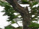 Hurricane Omar Curacao 14 Oct 2008.