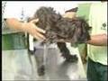 Crime de maus-tratos a animais