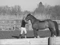 Lacey rearing during groundwork