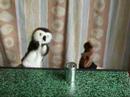Marionnettes bordeliseuses