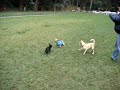 Fun at the dog park Fun at the dog park