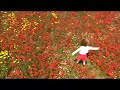Find your spot in Cyprus (FLOWERS)